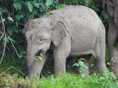 are there still pygmy elephants in borneo